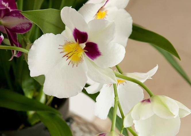 Orchid-p3.jpg